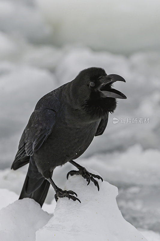 东方大嘴乌鸦(Corvus macrohynchos japonensis)也被称为丛林乌鸦或印度乌鸦。它们的嘴很大，因此有时也被称为大嘴乌鸦或厚嘴乌鸦。北海道;日本，鄂霍特海